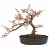 Cheapest 😍 Nearly Natural Silk Cherry Blossom Bonsai Arrangement 👏 -Nearly Natural Sales unnamed file 1017