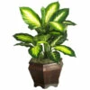 Best Sale π₯° Nearly Natural Golden Dieffenbachia With Wood Vase π― 2 Best Sale π₯° Nearly Natural Golden Dieffenbachia With Wood Vase π― -Nearly Natural Sales unnamed file 1112