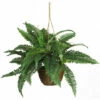 Best deal βοΈ Nearly Natural Boston Fern Silk Hanging Basket π€© 1 Best deal βοΈ Nearly Natural Boston Fern Silk Hanging Basket π€© -Nearly Natural Sales unnamed file 1114
