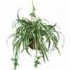 Cheap ✨ Nearly Natural Spider Hanging Basket Silk Plant 🤩 -Nearly Natural Sales unnamed file 1115