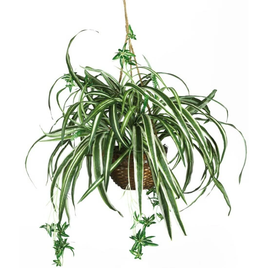 Cheap β¨ Nearly Natural Spider Hanging Basket Silk Plant π€© 3 Cheap β¨ Nearly Natural Spider Hanging Basket Silk Plant π€©