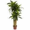 Flash Sale π Nearly Natural 4 Ft. Corn Stalk Dracaena Silk Plant Real Touch π€© 2 Flash Sale π Nearly Natural 4 Ft. Corn Stalk Dracaena Silk Plant Real Touch π€© -Nearly Natural Sales unnamed file 1125