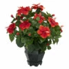Promo 🎉 Nearly Natural Hibiscus With Black Hexagon Vase Silk Plant 🎁
