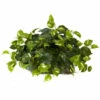Discount π Nearly Natural Pothos Set On Foam Sheet Silk Plant π 1 Discount π Nearly Natural Pothos Set On Foam Sheet Silk Plant π -Nearly Natural Sales unnamed file 1132