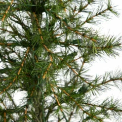 Best deal 😉 Nearly Natural 3’ 🎄 Christmas Tree With 50 LED Lights Set In A Burlap Base ⌛ -Nearly Natural Sales unnamed file 1913