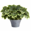 Budget 🔥 Nearly Natural 23” Variegated Hosta Artificial Plant In Gray Planter 👍 -Nearly Natural Sales unnamed file 2385