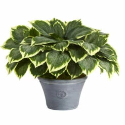 Budget 🔥 Nearly Natural 23” Variegated Hosta Artificial Plant In Gray Planter 👍