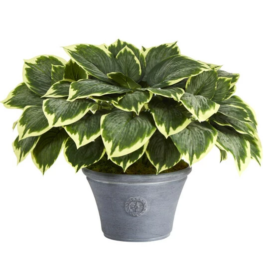 Budget π₯ Nearly Natural 23β Variegated Hosta Artificial Plant In Gray Planter π 3 Budget π₯ Nearly Natural 23β Variegated Hosta Artificial Plant In Gray Planter π