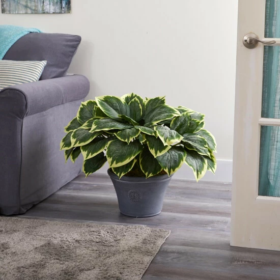 Budget π₯ Nearly Natural 23β Variegated Hosta Artificial Plant In Gray Planter π 5 Budget π₯ Nearly Natural 23β Variegated Hosta Artificial Plant In Gray Planter π - Image 3