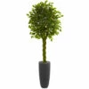 Outlet 😀 Nearly Natural 6.5 Ft. Artificial Braided Ficus Tree In Planter 🤩