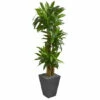 Best reviews of 👍 Nearly Natural Cornstalk Dracaena Artificial Plant In Slate Planter 🔔 -Nearly Natural Sales unnamed file 774