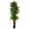 Flash Sale π Nearly Natural 6.5 Ft. 8-Trunk Dracaena Tree With 214 Leaves β¨ 2 Flash Sale π Nearly Natural 6.5 Ft. 8-Trunk Dracaena Tree With 214 Leaves β¨ -Nearly Natural Sales unnamed file 835